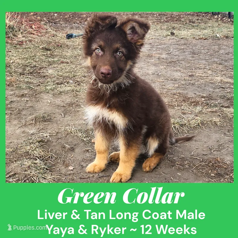 AKC Liver/tan LH - YR Green