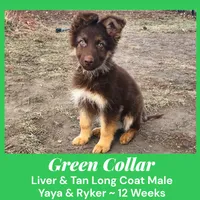 AKC Liver/tan LH - YR Green, a male German Shepherd Dog for sale in Princeville, IL – Photo 1 of 9