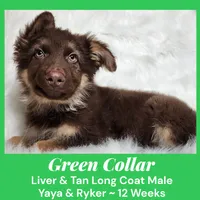 AKC Liver/tan LH - YR Green, a male German Shepherd Dog for sale in Princeville, IL – Photo 5 of 9