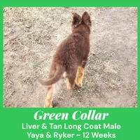AKC Liver/tan LH - YR Green, a male German Shepherd Dog for sale in Princeville, IL – Photo 3 of 9