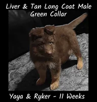 AKC Liver/tan LH - YR Green, a male German Shepherd Dog for sale in Princeville, IL – Photo 7 of 9