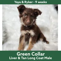 AKC Liver/tan LH - YR Green, a male German Shepherd Dog for sale in Princeville, IL – Photo 8 of 9