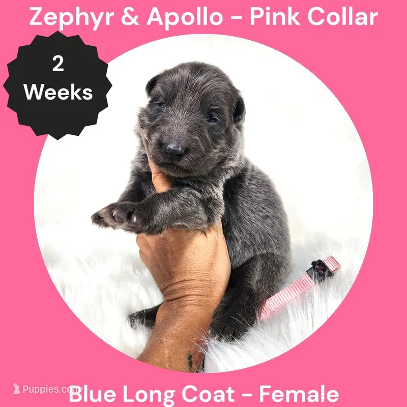 AKC Blue Long Coat - ZA Pink, a female German Shepherd Dog for sale in Princeville, IL – 1 of 3