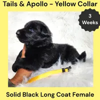 AKC Black Long Coat - TA Yellow, a female German Shepherd Dog for sale in Princeville, IL – 6 of 8