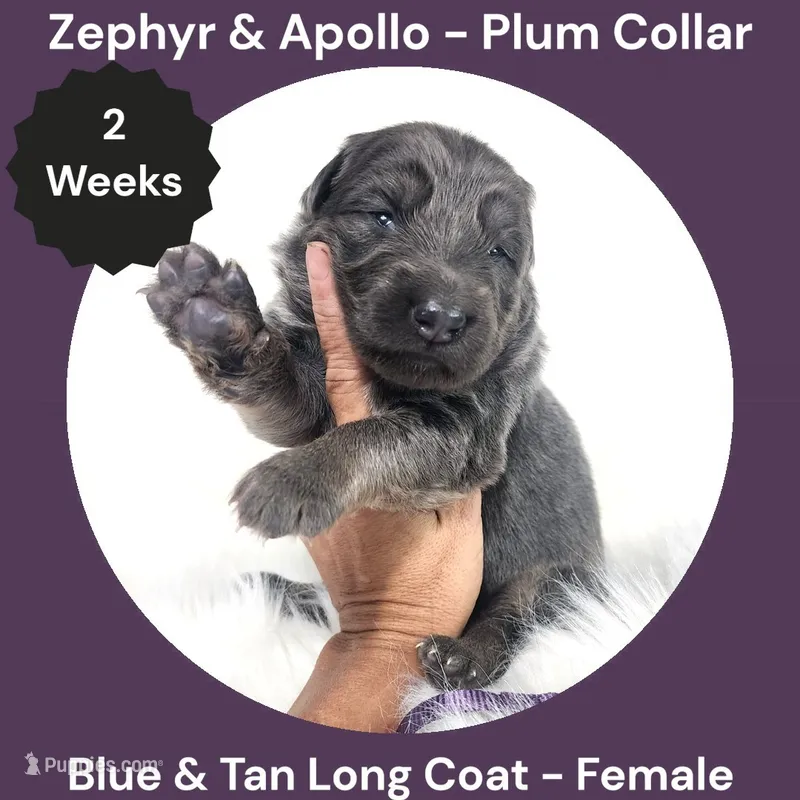 AKC Blue & Tan Long Coat - ZA Plum, a female German Shepherd Dog for sale in Princeville, IL – 1 of 3