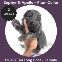 AKC Blue & Tan Long Coat - ZA Plum, a female German Shepherd Dog for sale in Princeville, IL – 1 of 3