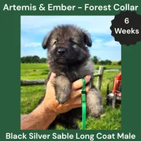AKC Black Silver Sable Long Coat - AE Forest, a male German Shepherd Dog for sale in Princeville, IL – 2 of 4