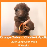 AKC Liver Long Coat -CA Orange, a male German Shepherd Dog for sale in Princeville, IL – Photo 8 of 9