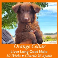 AKC Liver Long Coat -CA Orange, a male German Shepherd Dog for sale in Princeville, IL – Photo 4 of 9