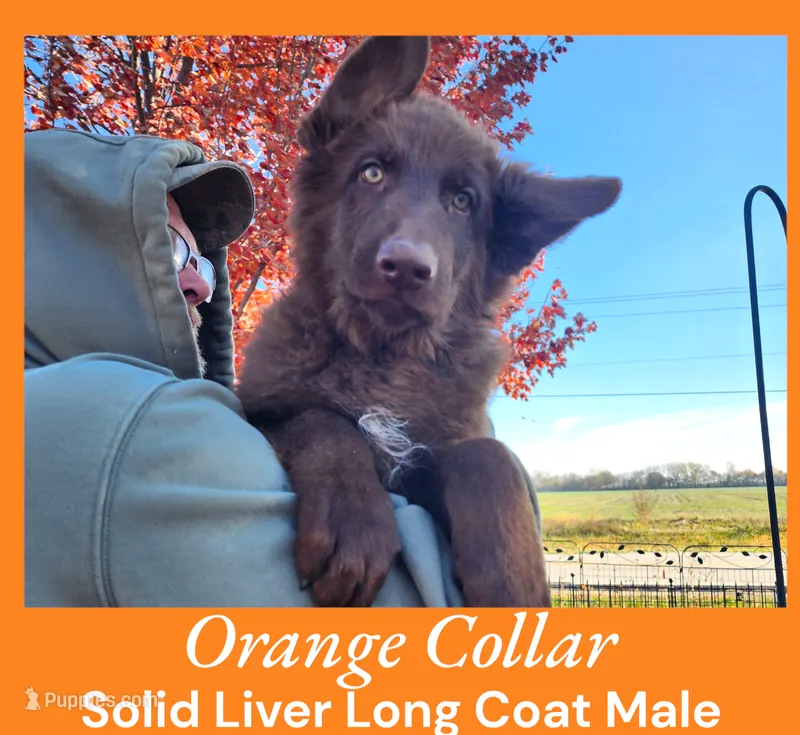 AKC Liver Long Coat -CA Orange