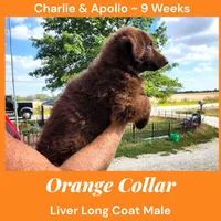 AKC Liver Long Coat -CA Orange, a male German Shepherd Dog for sale in Princeville, IL – Photo 6 of 9