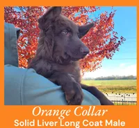 AKC Liver Long Coat -CA Orange, a male German Shepherd Dog for sale in Princeville, IL – Photo 2 of 9