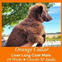 AKC Liver Long Coat -CA Orange, a male German Shepherd Dog for sale in Princeville, IL – Photo 3 of 9