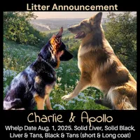 AKC Liver Long Coat -CA Orange, a male German Shepherd Dog for sale in Princeville, IL – Photo 9 of 9