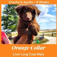 AKC Liver Long Coat -CA Orange, a male German Shepherd Dog for sale in Princeville, IL – Photo 5 of 9
