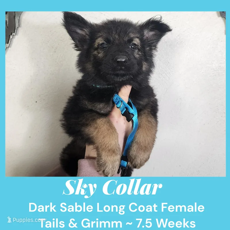 AKC D. Sable LH - TG Sky