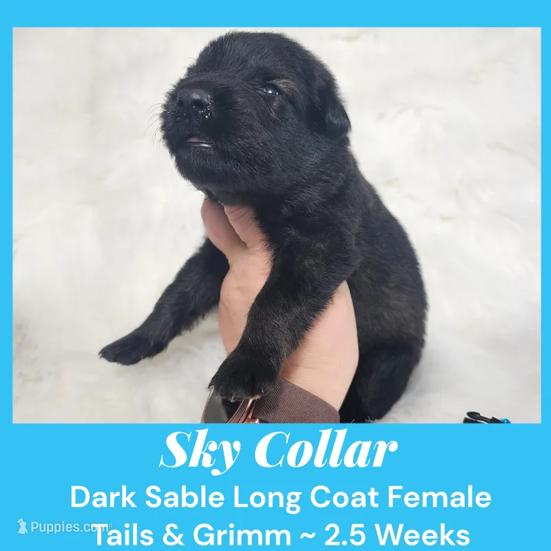 AKC D. Sable LH - TG Sky