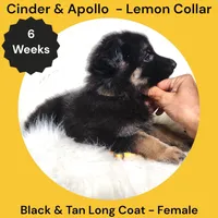AKC Black & Tan Long Coat - CA Lemon, a female German Shepherd Dog for sale in Princeville, IL – 4 of 7