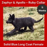 AKC Blue LH - ZA Ruby, a female German Shepherd Dog for sale in Princeville, IL – 3 of 10