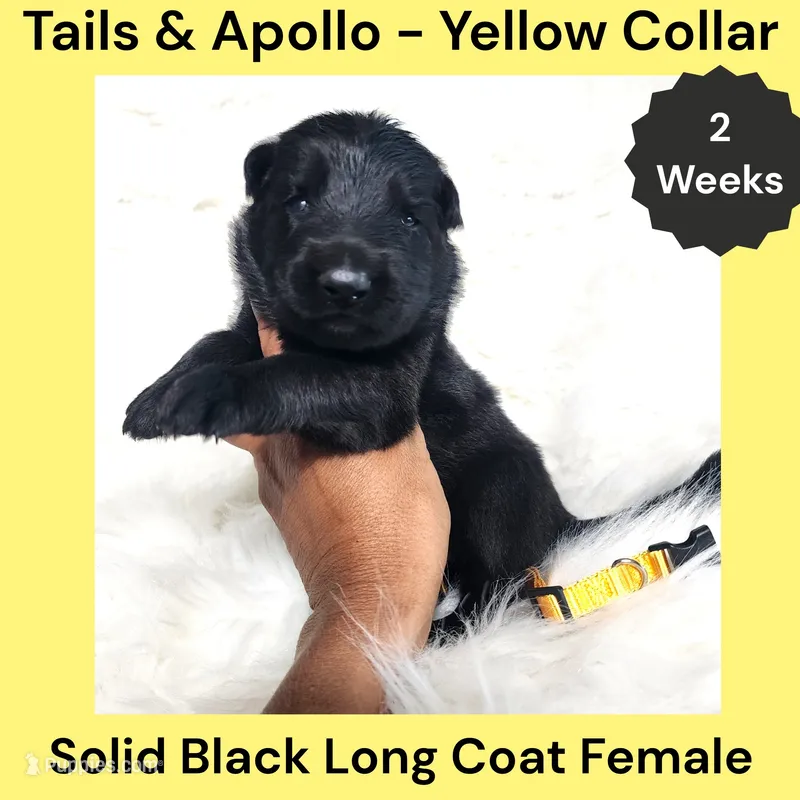 AKC Black Long Coat - TA Yellow – German Shepherd Dog puppy for sale in Princeville, IL