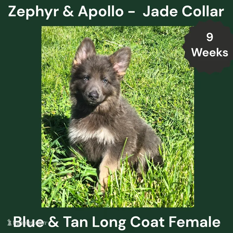AKC Blue & Tan LH - ZA Jade  – German Shepherd Dog puppy for sale in Princeville, IL