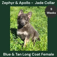 AKC Blue & Tan LH - ZA Jade , a female German Shepherd Dog for sale in Princeville, IL – 1 of 9