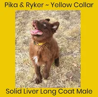 AKC Liver LH - PR Yellow, a male German Shepherd Dog for sale in Princeville, IL – Photo 4 of 6