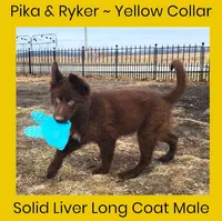 AKC Liver LH - PR Yellow, a male German Shepherd Dog for sale in Princeville, IL – Photo 3 of 6