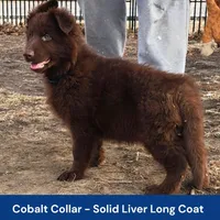 AKC Liver LH - PR Cobalt, a male German Shepherd Dog for sale in Princeville, IL – Photo 2 of 7