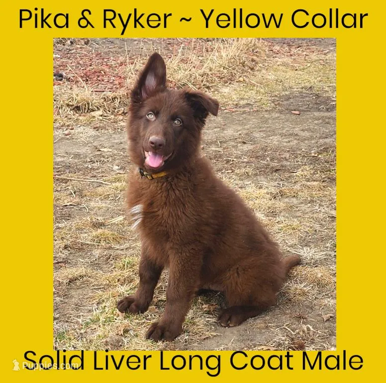AKC Liver LH - PR Yellow