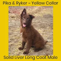 AKC Liver LH - PR Yellow, a male German Shepherd Dog for sale in Princeville, IL – Photo 1 of 6