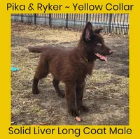 AKC Liver LH - PR Yellow, a male German Shepherd Dog for sale in Princeville, IL – Photo 2 of 6