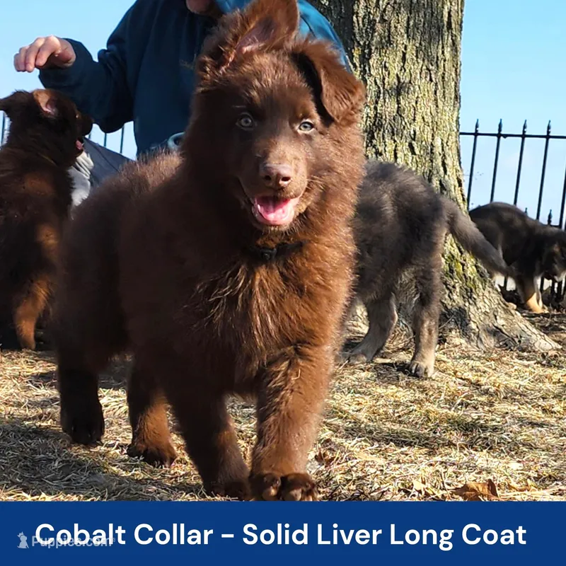 AKC Liver LH - PR Cobalt