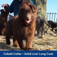 AKC Liver LH - PR Cobalt, a male German Shepherd Dog for sale in Princeville, IL – Photo 1 of 7