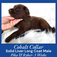 AKC Liver LH - PR Cobalt, a male German Shepherd Dog for sale in Princeville, IL – Photo 6 of 7