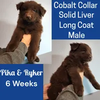 AKC Liver LH - PR Cobalt, a male German Shepherd Dog for sale in Princeville, IL – Photo 4 of 7