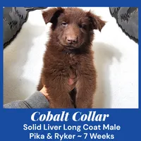 AKC Liver LH - PR Cobalt, a male German Shepherd Dog for sale in Princeville, IL – Photo 3 of 7