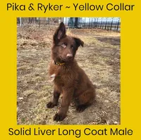 AKC Liver LH - PR Yellow, a male German Shepherd Dog for sale in Princeville, IL – Photo 5 of 6
