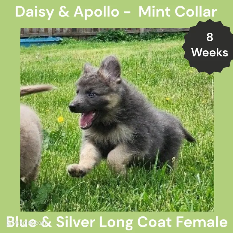 AKC Blue&Silver LH - DA Mint – German Shepherd Dog puppy for sale in Princeville, IL