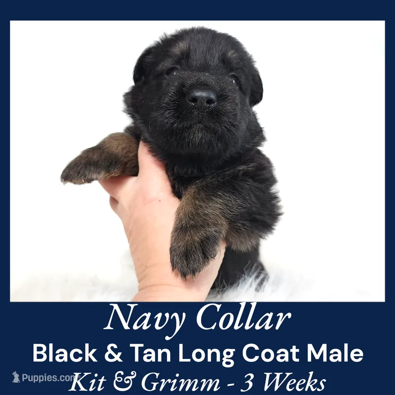 AKC Black & Tan LH - KG Navy