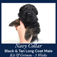 AKC Black & Tan LH - KG Navy, a male German Shepherd Dog for sale in Princeville, IL – Photo 1 of 3