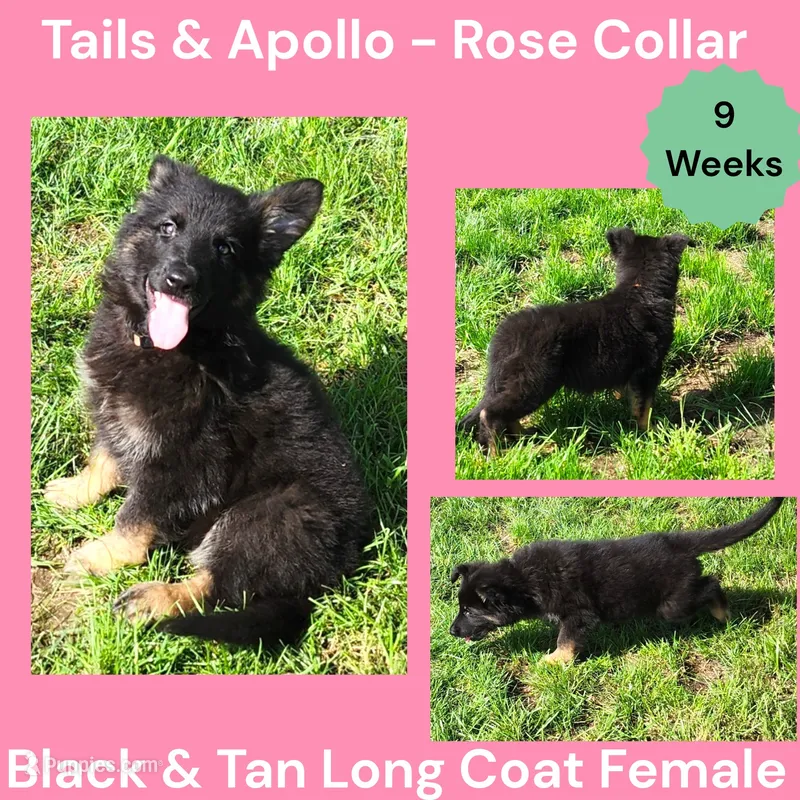 AKC Black & Tan Long Coat - TA Rose – German Shepherd Dog puppy for sale in Princeville, IL