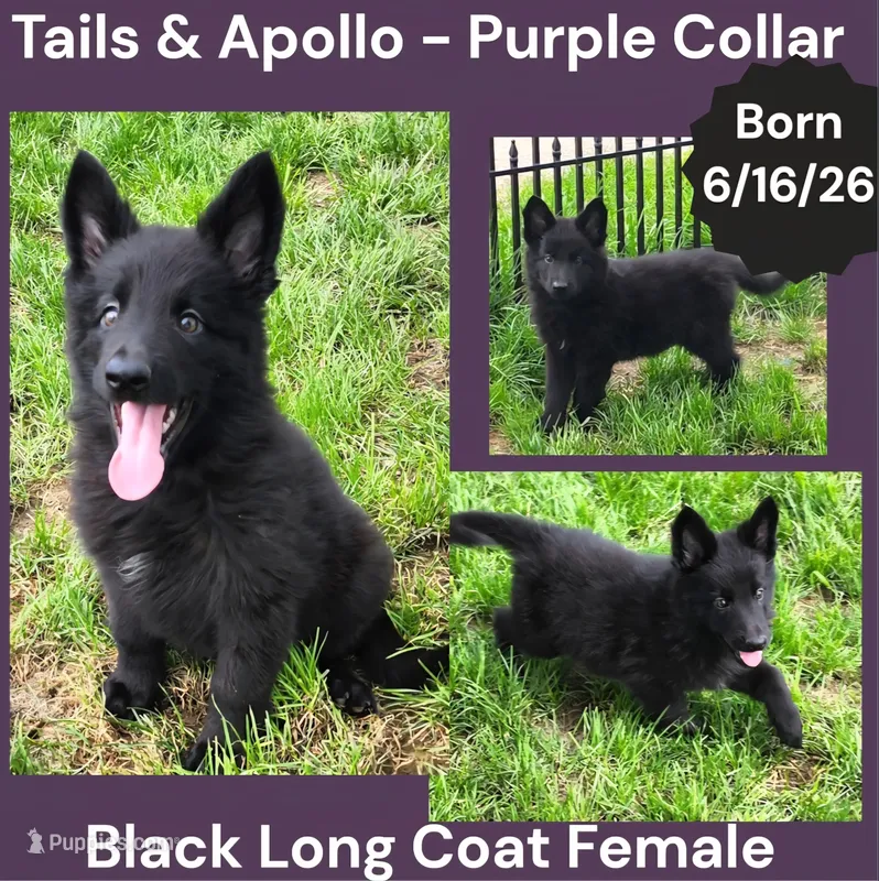 AKC Black Long Coat - TA Purple – German Shepherd Dog puppy for sale in Princeville, IL