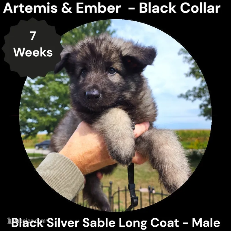 AKC Black Silver Sable Long Coat - AE Black  – German Shepherd Dog puppy for sale in Princeville, IL
