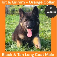 AKC Black & Tan Long Coat - KG Orange, a male German Shepherd Dog for sale in Princeville, IL – 2 of 8