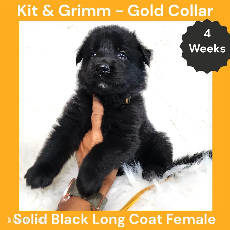 AKC Black Long Coat - KG Gold – German Shepherd Dog puppy for sale in Princeville, IL