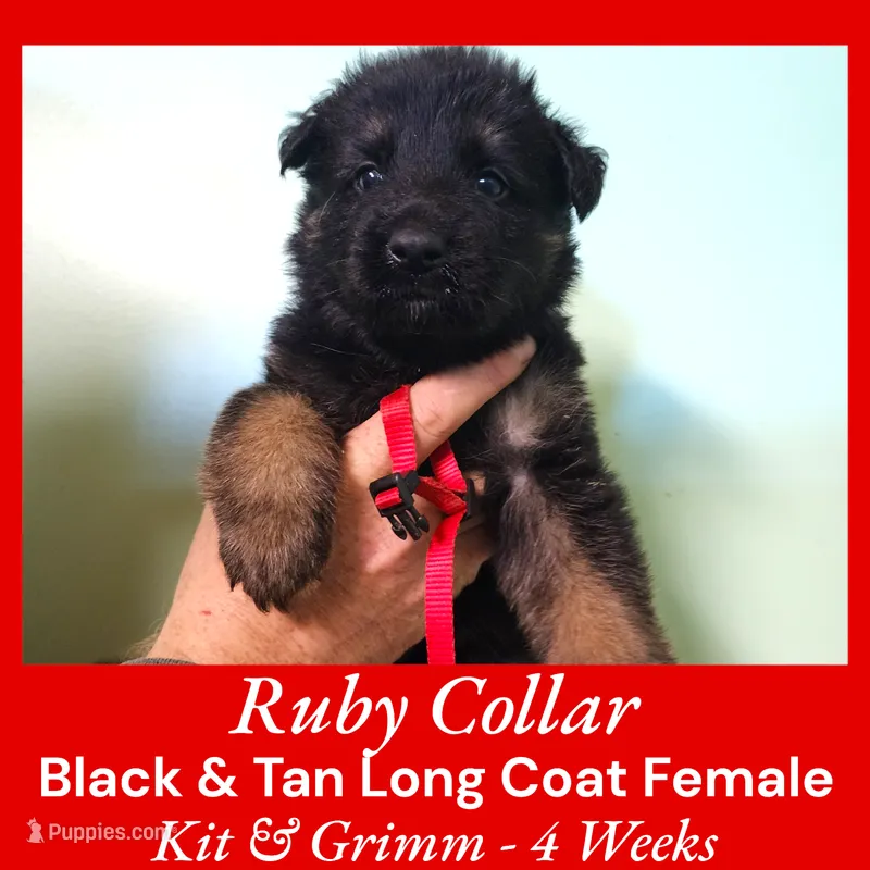 AKC Black & Tan LH - KG Ruby