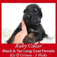 AKC Black & Tan LH - KG Ruby, a female German Shepherd Dog for sale in Princeville, IL – Photo 3 of 5