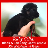 AKC Black & Tan LH - KG Ruby, a female German Shepherd Dog for sale in Princeville, IL – Photo 2 of 5