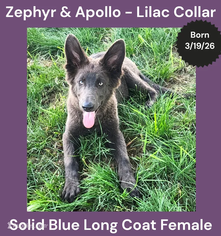 AKC Blue LH - ZA Lilac  – German Shepherd Dog puppy for sale in Princeville, IL
